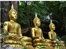 Buddhastatuen im Dschungel